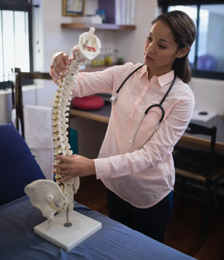 female chiropractor holding a model of the human spine